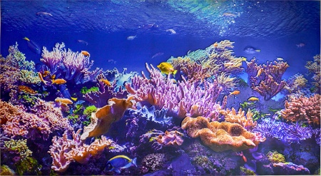 Фартук панно Коралловыи риф 602*1002